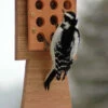 Bamboo & Stoneware Tail Prop Suet Feeder -THE BIRDHOUSE CHICK Sales AM SUET