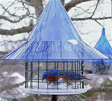 Sky Cafe Bluebird Feeder By Arundale 3 Sky Cafe Bluebird Feeder By Arundale