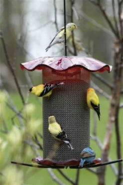 Forever Thistle Feeder-1 Qt -THE BIRDHOUSE CHICK Sales BC FF214A 539e427c 7037 4d3a 929f 9e88aa8283c0