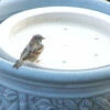 Bird Bath Raft 2 Bird Bath Raft -THE BIRDHOUSE CHICK Sales BIRDBATHRAFT