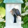 Copper Roof Bluebird House-Patina -THE BIRDHOUSE CHICK Sales Bluebird at vinyl bluebird house