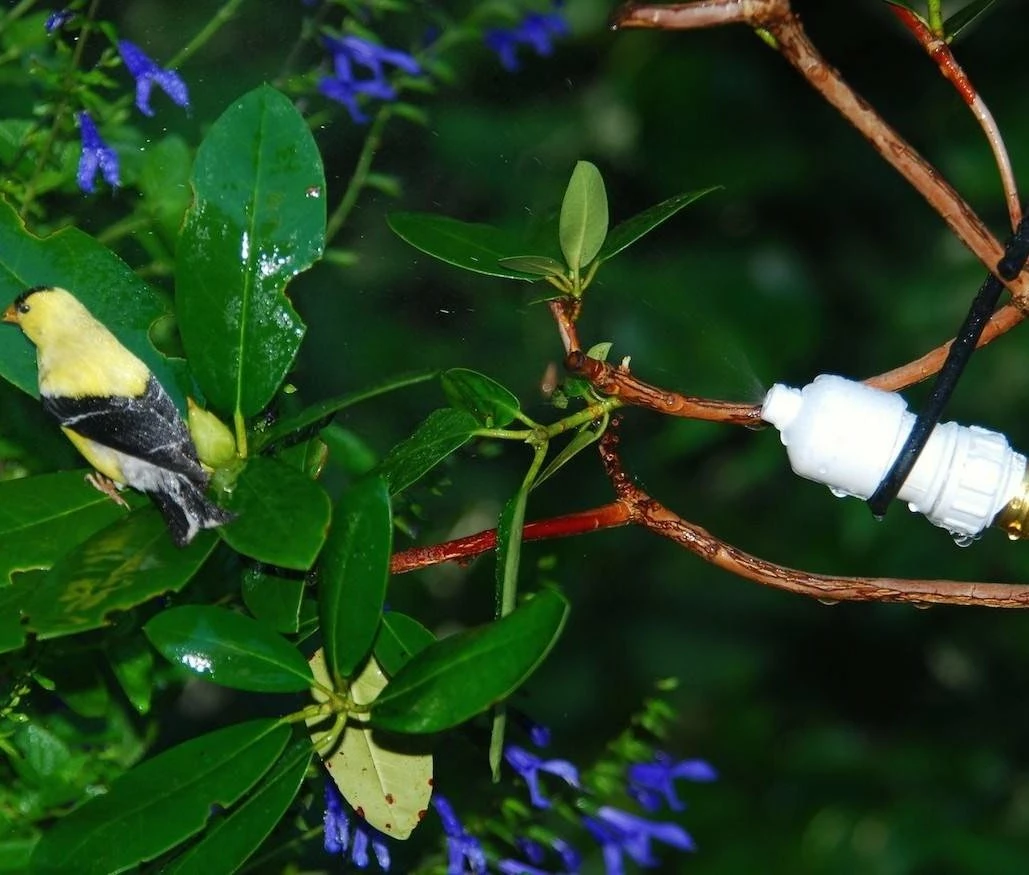 Easy Mister For Bird And Butterflies 3 Easy Mister For Bird And Butterflies