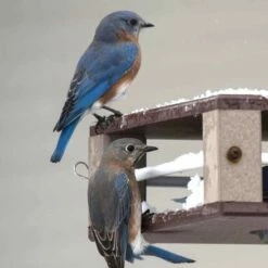Gilbertson Hanging Bluebird Feeder 8 Gilbertson Hanging Bluebird Feeder -THE BIRDHOUSE CHICK Sales Gilbertson Bluebird Feeder