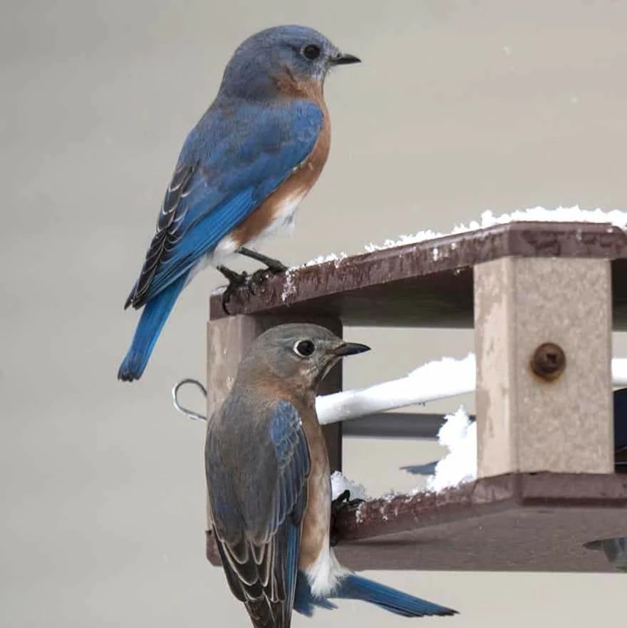 Gilbertson Hanging Bluebird Feeder 5 Gilbertson Hanging Bluebird Feeder - Image 3