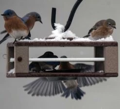 Featured Products 1 Gilbertson Hanging Bluebird Feeder