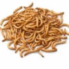 Live Mealworms-Bulk Options 1 Live Mealworms-Bulk Options -THE BIRDHOUSE CHICK Sales Live MealWorms