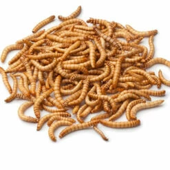 Live Mealworms-Bulk Options