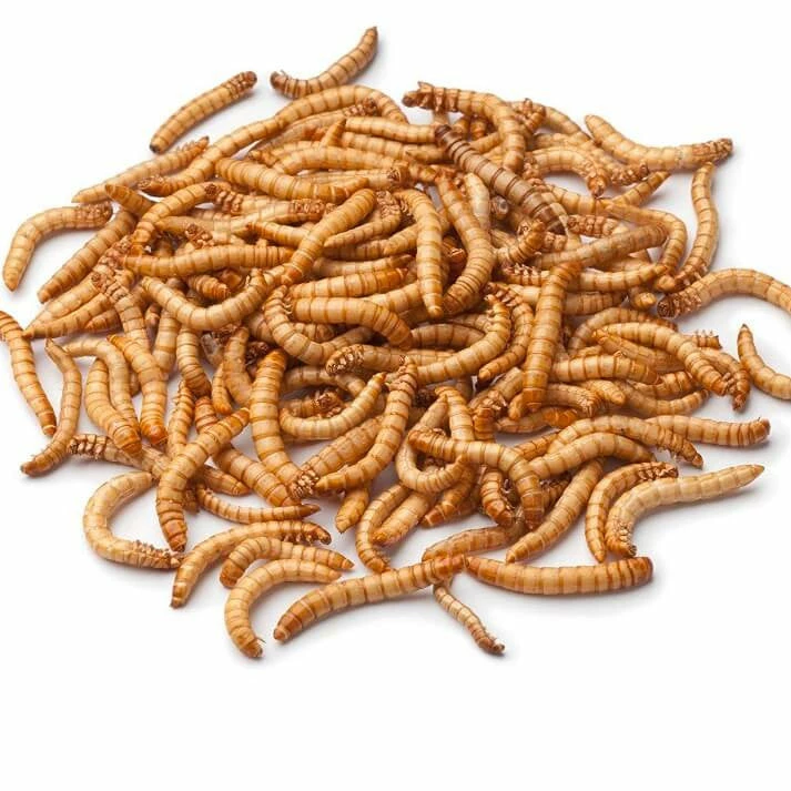 Live Mealworms-Bulk Options 3 Live Mealworms-Bulk Options