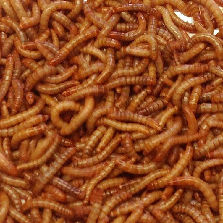Live Mealworms-Bulk Options 4 Live Mealworms-Bulk Options - Image 2
