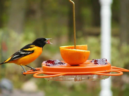 Oriolefest Oriole Bird Feeder 4 Oriolefest Oriole Bird Feeder - Image 2