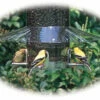 Weather Guard For Classic Bird Feeders -THE BIRDHOUSE CHICK Sales NPCF08