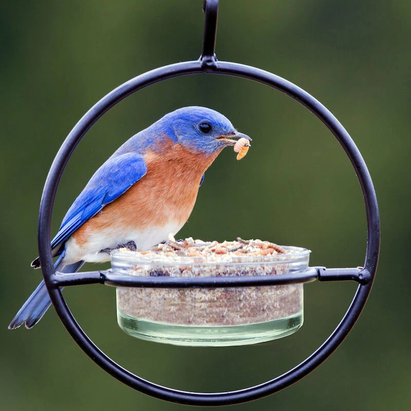 Orb Mealworm & Multi-Use Bird Feeder 3 Orb Mealworm & Multi-Use Bird Feeder