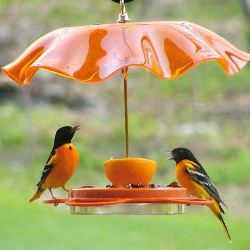 Oriolefest Oriole Bird Feeder 3 Oriolefest Oriole Bird Feeder