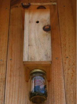 Carpenter Bee Trap