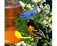 Oriole Feeder Combo Packge 5 Oriole Feeder Combo Packge - Image 3
