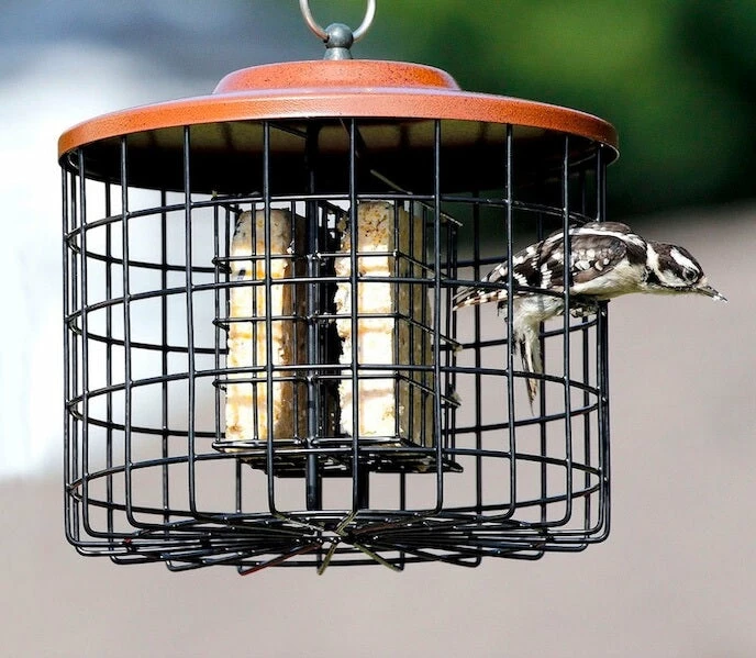 Squirrel Proof Double Suet Feeder 3 Squirrel Proof Double Suet Feeder