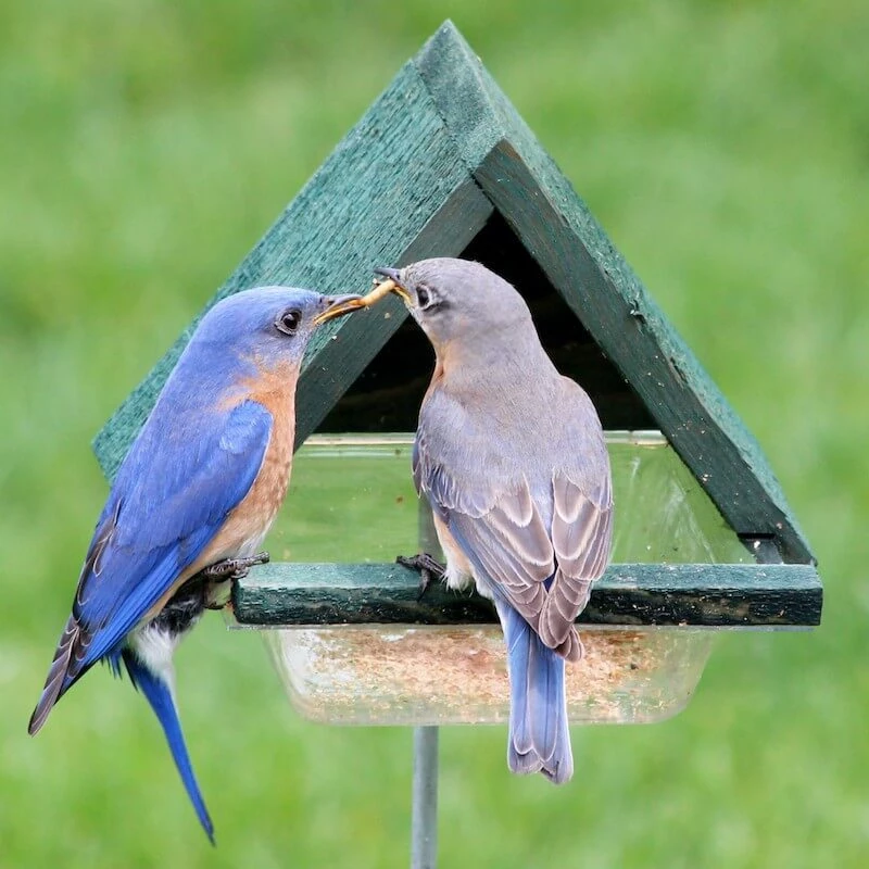Staked Bluebird Feeder 2 Staked Bluebird Feeder