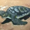Sea Turtle Ceramic Tile -THE BIRDHOUSE CHICK Sales Turtle Ceramic Tile