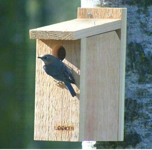 View Thru Bluebird House-NABS Approved 3 View Thru Bluebird House-NABS Approved