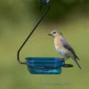 Fruit-Jelly-Mealworm Feeder - Hanging