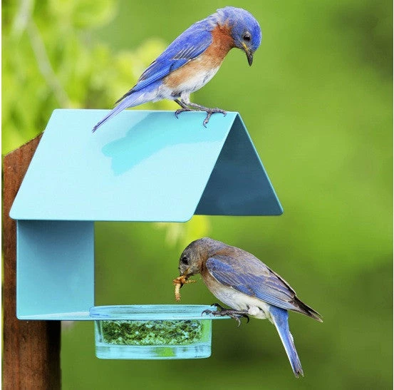 Fence-Post Bluebird Feeder- Blue Or Orange 3 Fence-Post Bluebird Feeder- Blue Or Orange