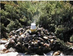 Leaf Mister On Base 9 Leaf Mister On Base -THE BIRDHOUSE CHICK Sales mister pebble 48ead6e7 8a3c 49e3 80ae cfd90eaf66fd