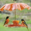 Acrylic Weather Guard-4 Colors 1 Acrylic Weather Guard-4 Colors -THE BIRDHOUSE CHICK Sales orange weatherguard b247e421 e38f 4019 b827 b1324fbfc281