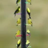 Rainbow Finch Feeder