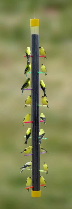 Rainbow Finch Feeder