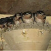 Barn Swallow Nest Cups - Set Of 2 2 Barn Swallow Nest Cups - Set Of 2 -THE BIRDHOUSE CHICK Sales swallowcups