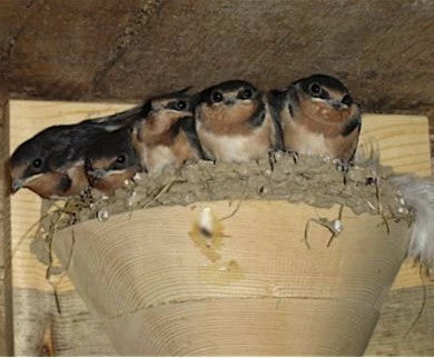 Barn Swallow Nest Cups - Set Of 2 3 Barn Swallow Nest Cups - Set Of 2